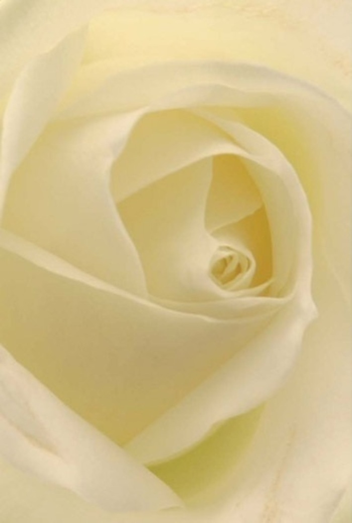 Seen through the attentive gaze of a Hatch End florist, this creamy white rose unfolds in an intricate ballet of petals, each edge soft and gently curved, illuminated by an ambient light reminiscent of early days spent near Hatch End's green spaces. The bloom's spiral heart hints at both purity and enduring resilience, every petal layered with a painter's artistry-matte yet with a hint of creamy luster. Subtle veins capture the interplay of light and shadow, infusing the flower with tranquil depth as if it carries the serenity of quiet walks along Hatch End's local avenues. This rose speaks to life's tender moments-be it an eloquent apology, the joy of a wedding centrepiece, or a heartfelt expression of remembrance. There's an almost translucent fragility to the outer petals, silently conveying vulnerability and wisdom, while the aroma is imagined as clean and gentle, never overpowering, but always present in the thoughtful creations of Flower Delivery Hatch End. Each arrangement reflects not just botanical beauty, but the care and community spirit alive in every Hatch End bouquet.