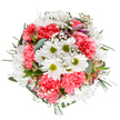 This exuberant bouquet captures the uplifting spirit of springtime in Hatch End, artfully arranged with a blend of pure white daisies and richly ruffled coral-pink carnations. At the heart of each daisy glows a lime-green center, radiating freshness, while the soft blush of the carnations adds depth and cheerful energy. Wisps of delicate gypsophila twine through the arrangement, their tiny blooms lending an almost weightless lightness across the bouquet. Among the blossoms, slender buds-touched with hints of rosy pink and violet-promise new flowers soon, bringing a sense of renewal and anticipation. Eucalyptus leaves and darker green foliage encircle the design, providing structure and a soothing counterpoint to the brighter petals. The round, well-balanced composition is heightened by the white background, allowing every colour and curve to stand out. This arrangement, reminiscent of an early morning visit to a Hatch End flower shop before the streets have fully awakened, would suit celebrations from birthdays to heartfelt congratulations. The expertly blended textures and hues evoke calm and joy, reflecting the caring touch of a neighbourhood florist. Each petal and sprig come together to express the beauty and joy of life's meaningful occasions, ready for prompt delivery throughout Hatch End and surrounding London suburbs.